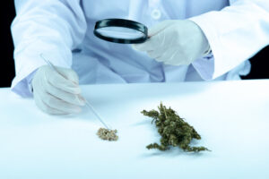 What Do Pre-Employment Drug Tests Look For
